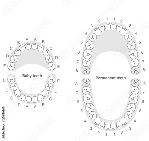 Black and white, A set explaining the dental arches of permanent and baby teeth, along with their respective names.