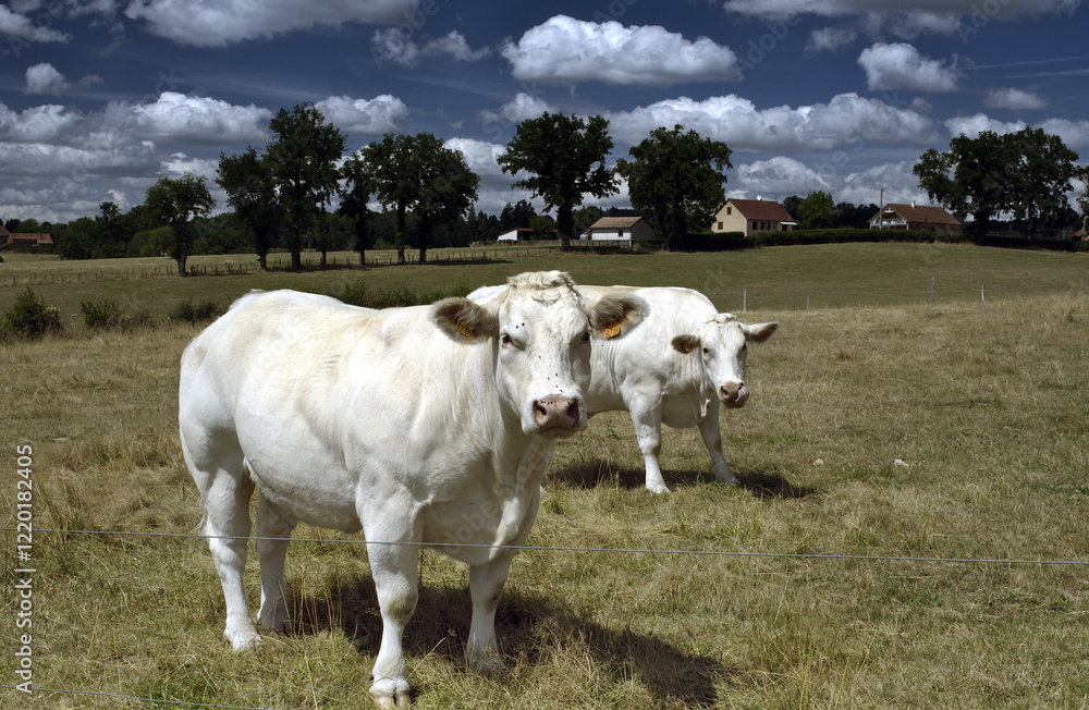 La Clayette (Burgundy, France). Picture taken this summer while trekking alone. Typical Charolais cows in their meadow. Always standing and looking with interest when photographied. Nice animals La Clayette (Burgundy, France). Picture taken this summer while trekking alone. Typical Charolais cows in their meadow. Always standing and looking with interest when photographied. Nice animals