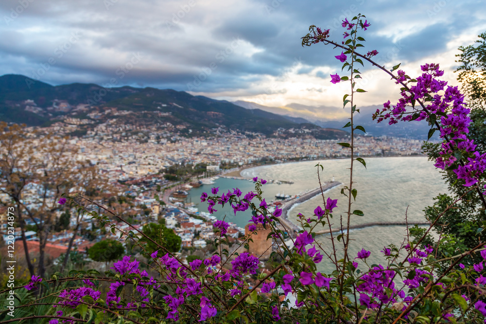 Obraz premium flowers and the view