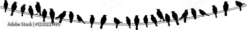 birds on power wires silhouette