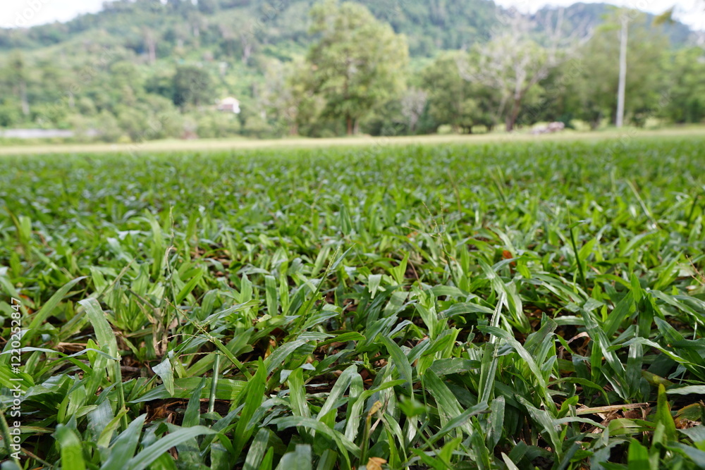 Naklejka premium Lush Green Grass Field Tropical Landscape Nature Background
