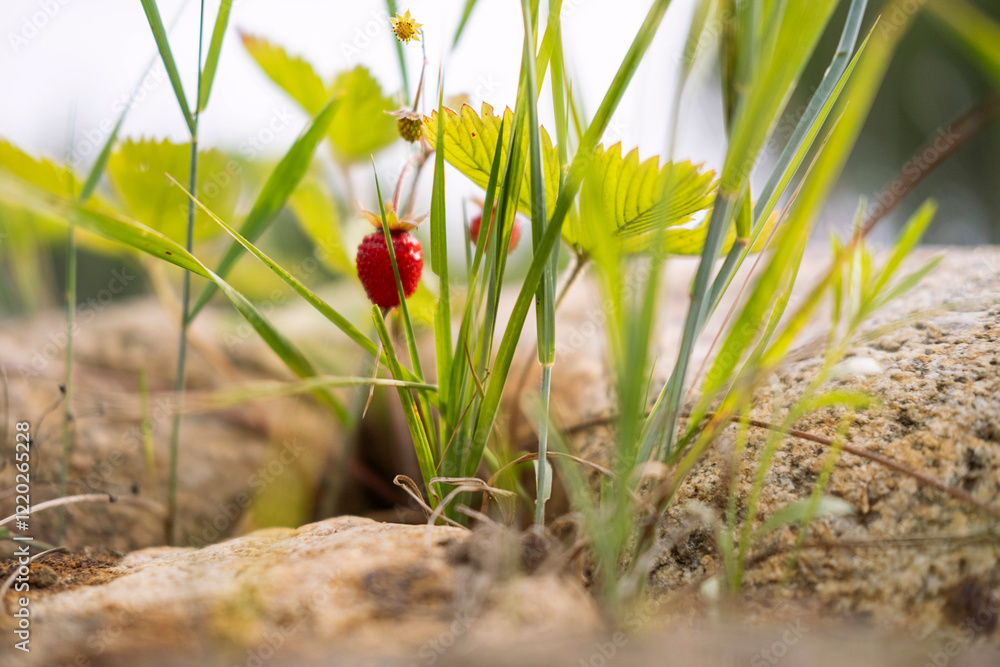 Forest berry strawberry, useful ecological clean product. Forest berry strawberry, useful ecological clean product.