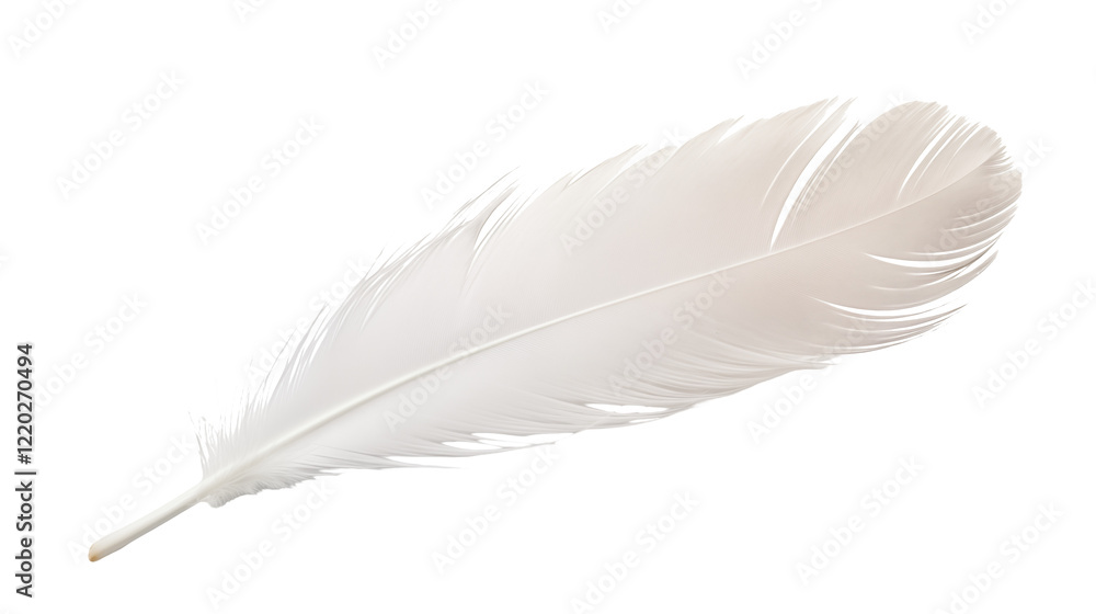 Elegant White Feather Close up Soft Light Airy isolated on transparent background Elegant White Feather Close up Soft Light Airy isolated on transparent background