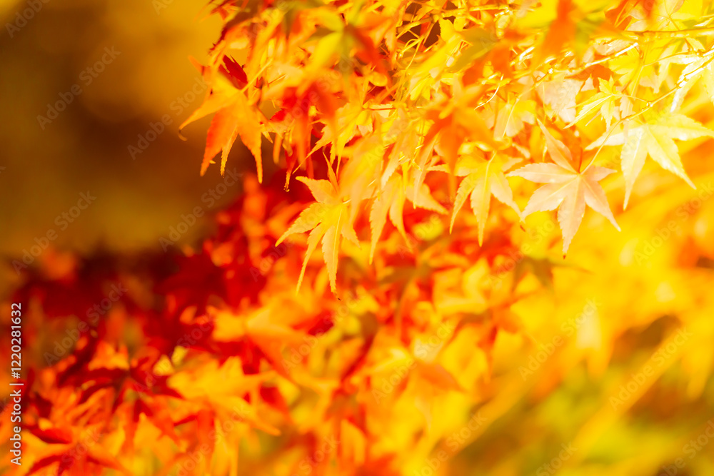 東寺の美しい紅葉のライトアップ