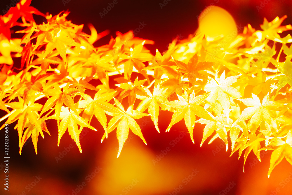 東寺の美しい紅葉のライトアップ 東寺の美しい紅葉のライトアップ