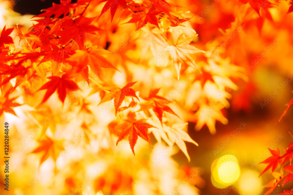 東寺の美しい紅葉のライトアップ 東寺の美しい紅葉のライトアップ