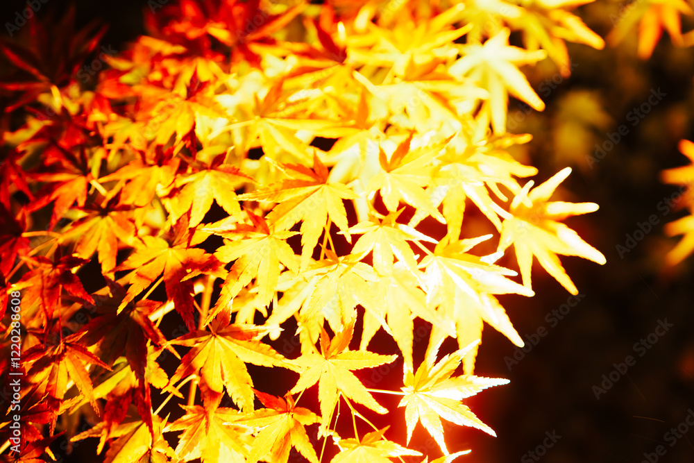 東寺の美しい紅葉のライトアップ 東寺の美しい紅葉のライトアップ