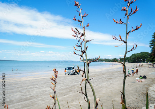 Native New Zealand Flax (Harakeke) flowers at Takapuna Beach. A Truck and unrecognizable people on the beach. Auckland.