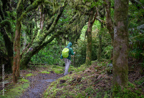 Obraz na płótnie Tourist hiking in the moss-covered forest at Dawson Falls track in the rain. Taranaki. w salonie