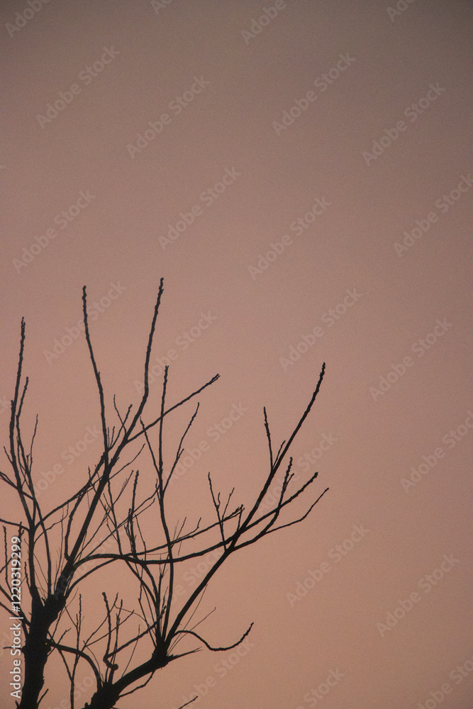 Obraz premium Tree Branches Against a Dusky Pink Sky, Capturing the Beauty of Simplicity