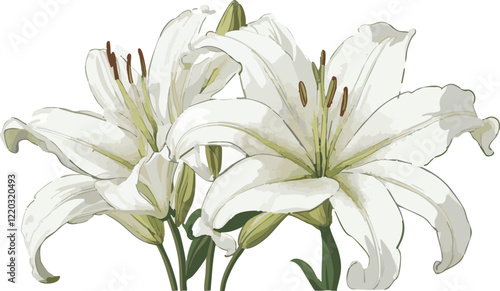white lily flowers vector