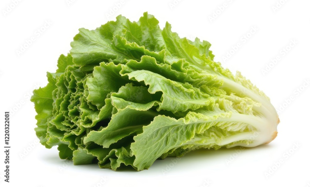Fresh green lettuce on a white background Fresh green lettuce on a white background