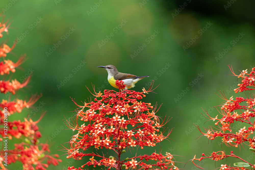 Obraz premium A stunning purple sunbird (Cinnyris asiaticus) female perched delicately on a vibrant red pagoda flower, showcasing its iridescent plumage in a serene natural setting.