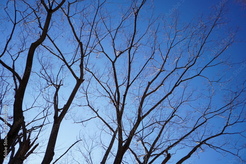 Fototapeta premium Silhouette of dry tree branches against a blue sky during winter in Japan. Copy space for text.
