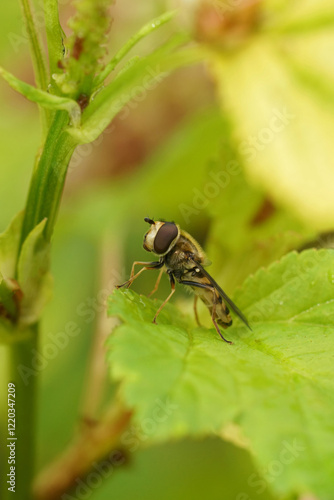 Photos Glass-winged syrphus hoverfly, Syrphus vitripenni Resting on Leaf in Garden