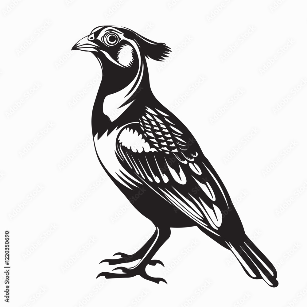 Fototapeta premium Quail Bird image vector. Black And White Illustration Quail Bird image Isolated On Background 