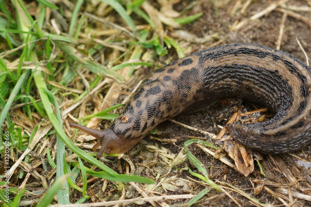 Fototapeta premium Closeup on the grey leopard slug , Limax maximus curled up on the ground in the garden