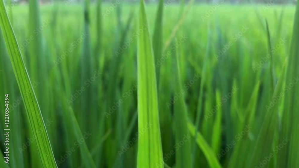 Green rice plant leaves, agriculture background concept Green rice plant leaves, agriculture background concept