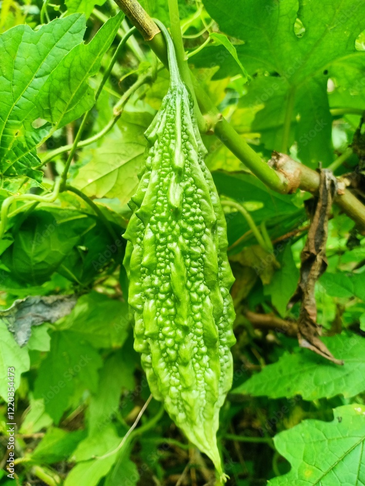 Bitter melon fruit, as a vegetable, tastes bitter Bitter melon fruit, as a vegetable, tastes bitter