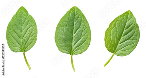 Green leaves on a white background, cut out - stock png.