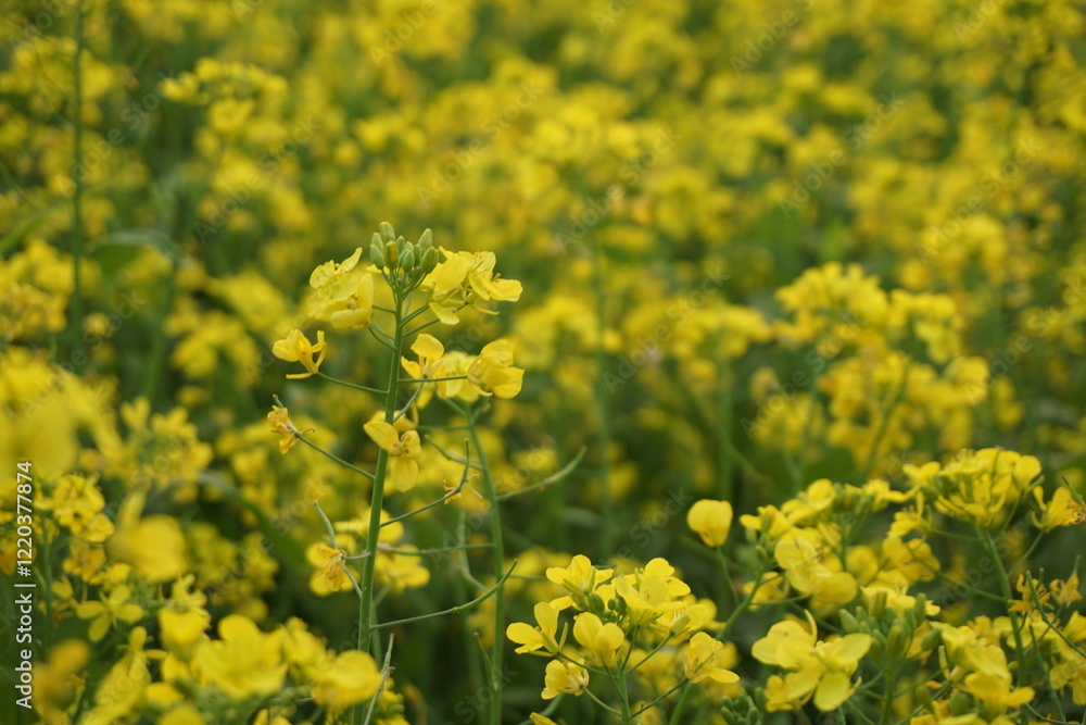 Yellow mustard flowers blooming in a mustard field, Mustard blossoms of oilseed, Green yellow plants of mustard field with s sunset view, oilseed flower blooming Yellow mustard flowers blooming in a mustard field, Mustard blossoms of oilseed, Green yellow plants of mustard field with s sunset view, oilseed flower blooming