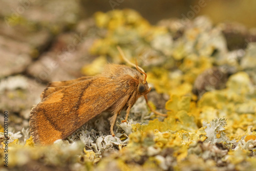 Closeup on the fresh colorful and small the festoon moth, Apoda limacodes sitting on a lichen covered wood photo