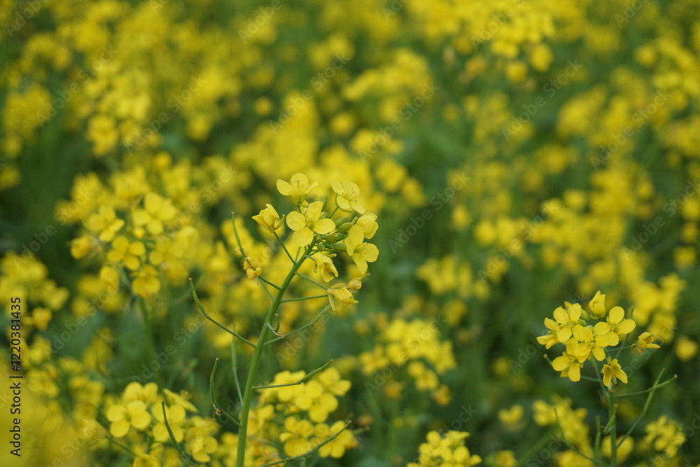 Yellow mustard flowers blooming in a mustard field, Mustard blossoms of oilseed, Green yellow plants of mustard field with s sunset view, oilseed flower blooming Yellow mustard flowers blooming in a mustard field, Mustard blossoms of oilseed, Green yellow plants of mustard field with s sunset view, oilseed flower blooming