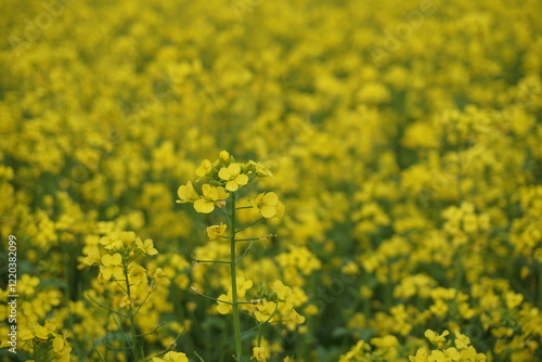 Yellow mustard flowers blooming in a mustard field  Mustard blossoms of oilseed  Green yellow plants of mustard field with s sunset view  oilseed flower blooming