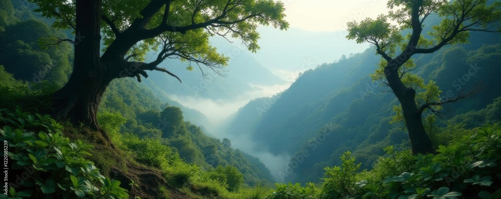 Obraz premium Dense foliage and gnarled branches in misty morning, valley, foliage