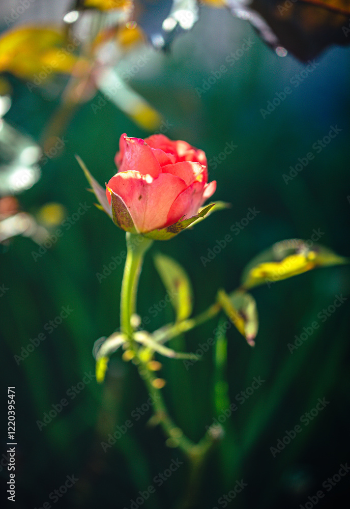 Obraz premium Rose