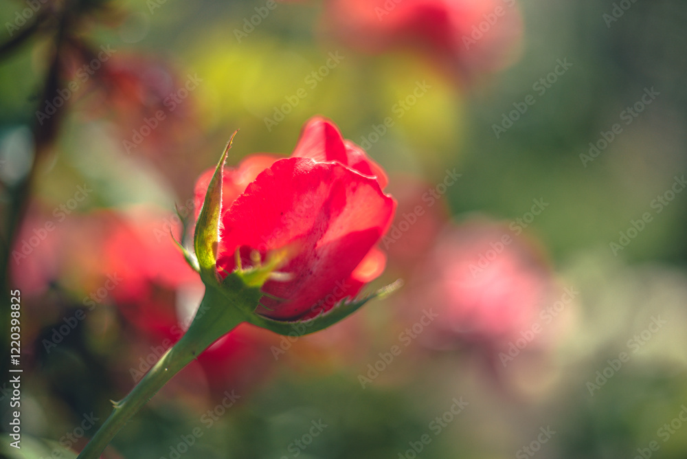 Rose Rose