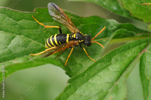 Closeup on a colorful figwort sawfly , Tenthredo scrophulariae, mimicking a wasp, sitting on a green leaf in the field photo