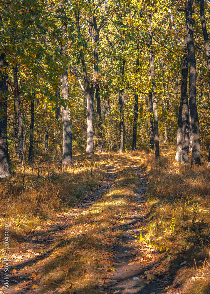 Obraz premium Autumn woods