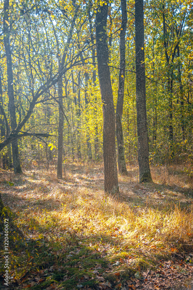 Fototapeta premium Autumn woods