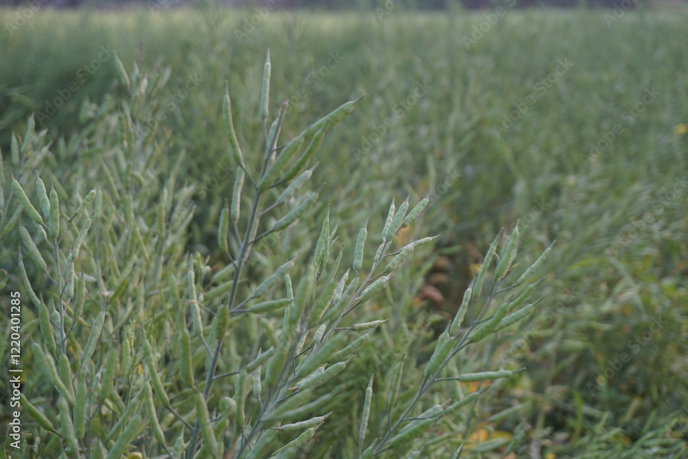 A bunch of green unripe mustard seeds on the mustard field, Mustard seeds is being ripe in a field, Mustard being cultivated on a rural farm A bunch of green unripe mustard seeds on the mustard field, Mustard seeds is being ripe in a field, Mustard being cultivated on a rural farm