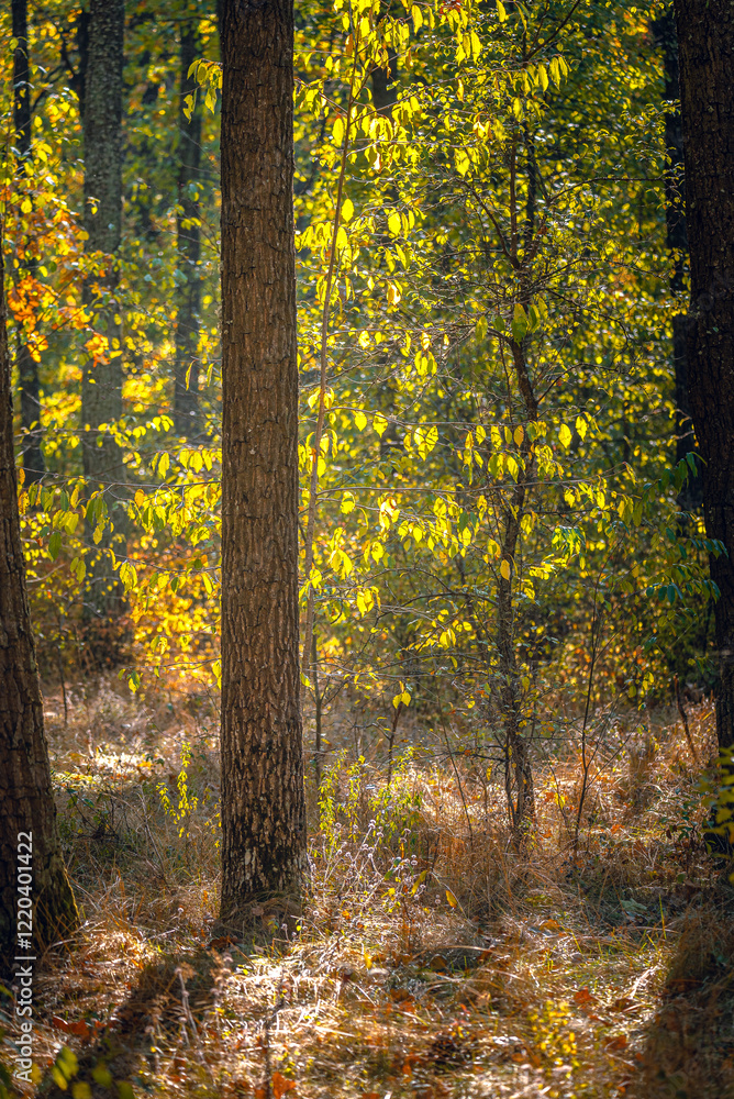 Autumn woods Autumn woods