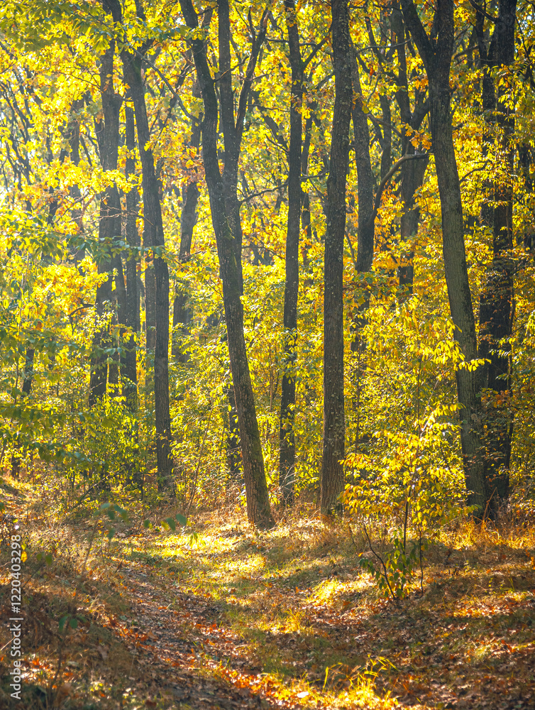 Fototapeta premium Autumn woods