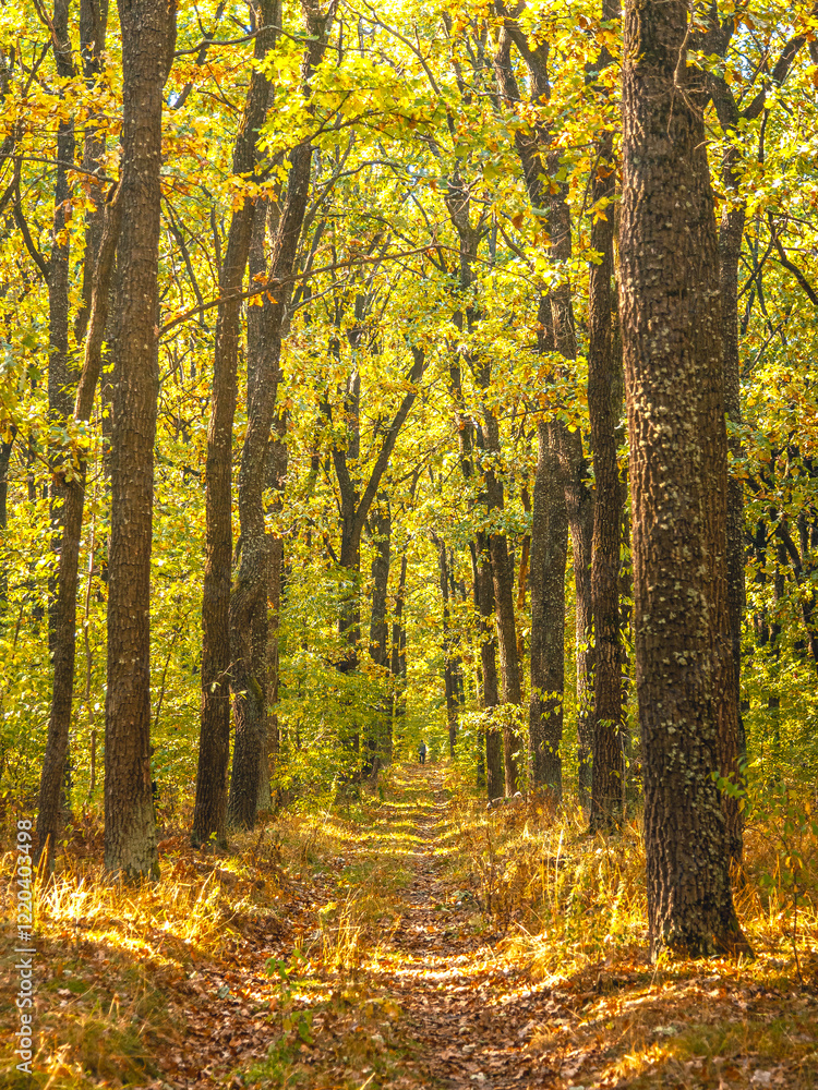 Obraz premium Lasy jesienne