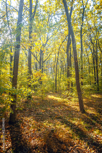 Wallpaper Mural Autumn woods Torontodigital.ca