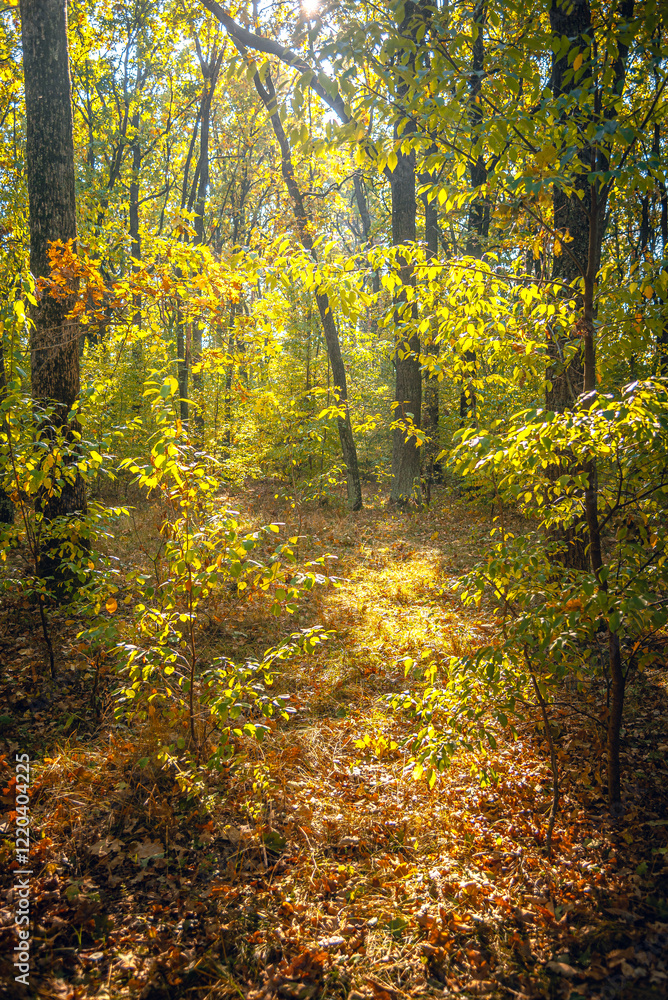 Obraz premium Autumn woods