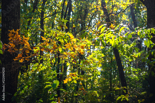 Wallpaper Mural Autumn woods Torontodigital.ca