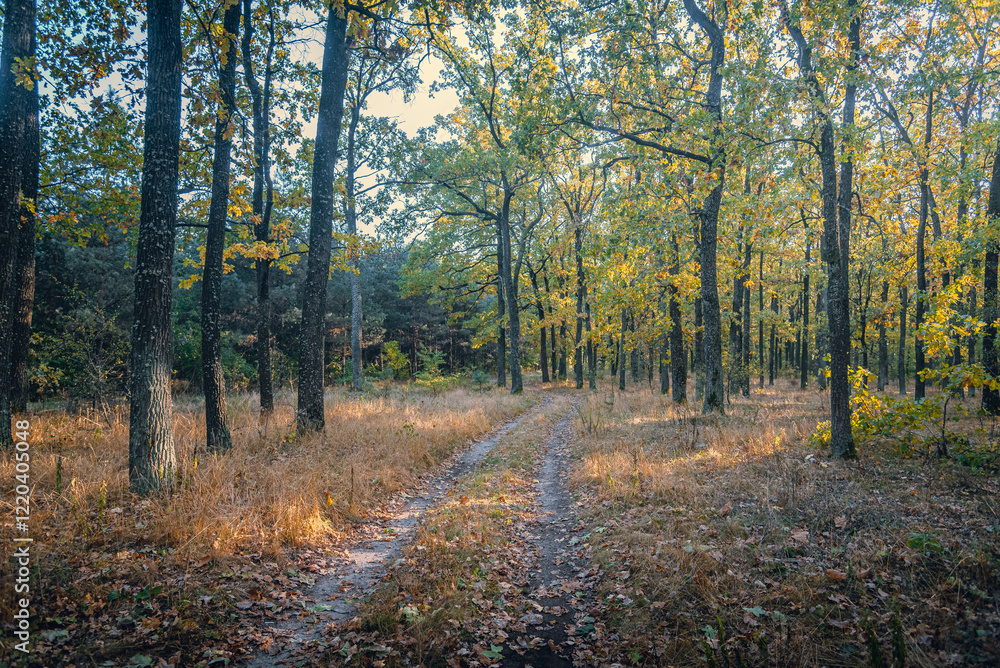 Obraz premium Autumn woods