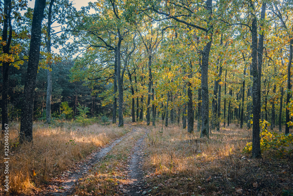 Obraz premium Autumn woods