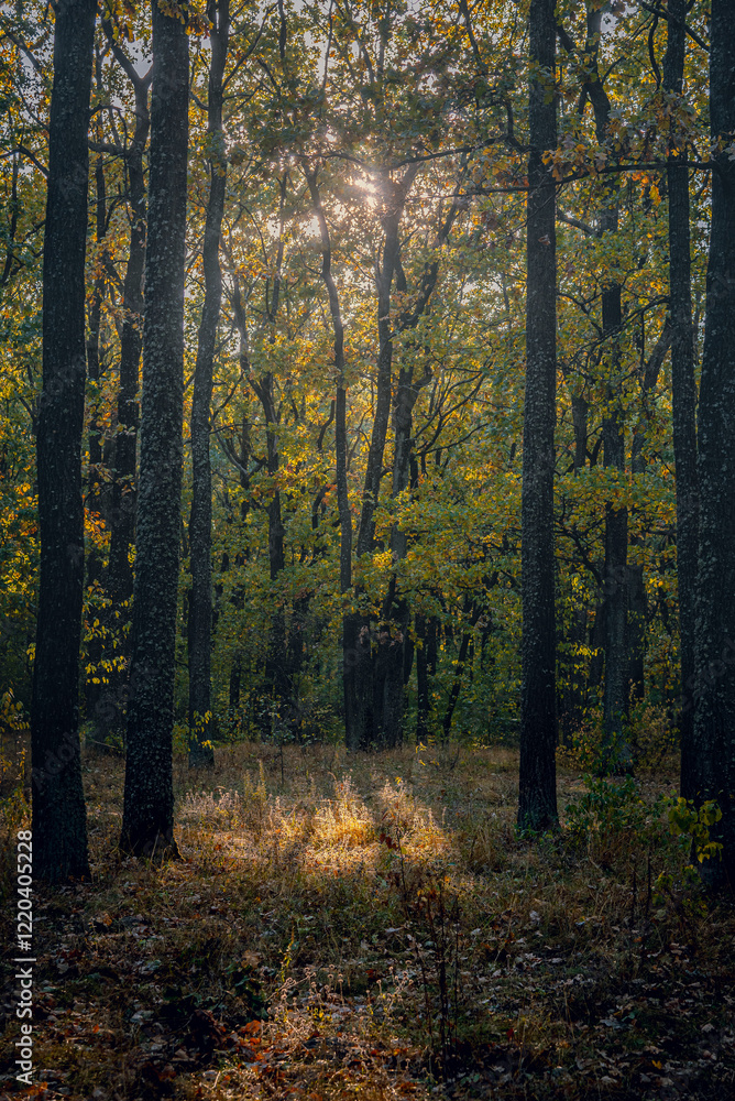 Autumn woods Autumn woods