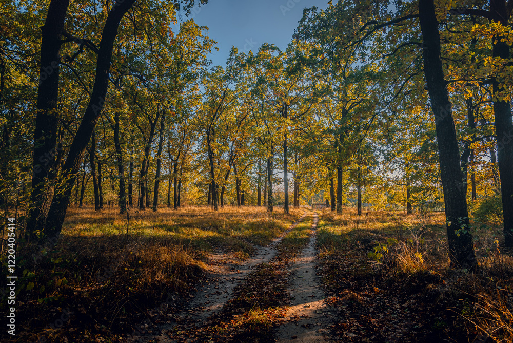 Fototapeta premium Autumn woods