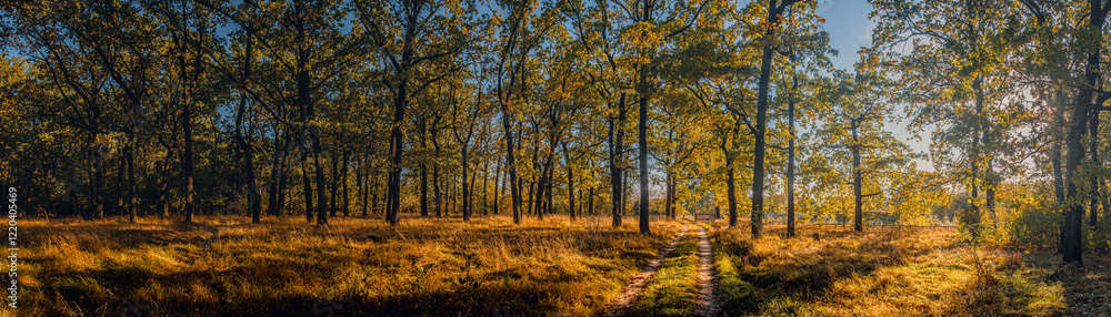 Fototapeta premium Autumn woods