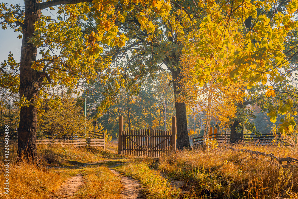 Fototapeta premium Autumn woods