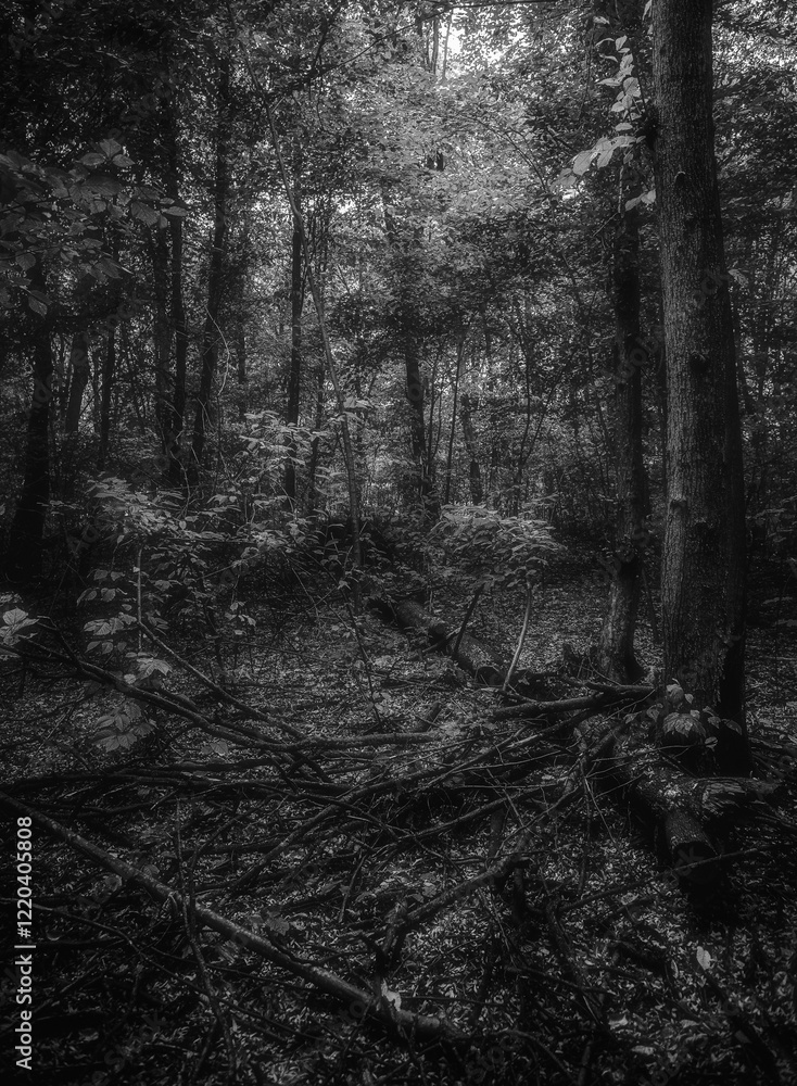 Naklejka premium Autumn woods