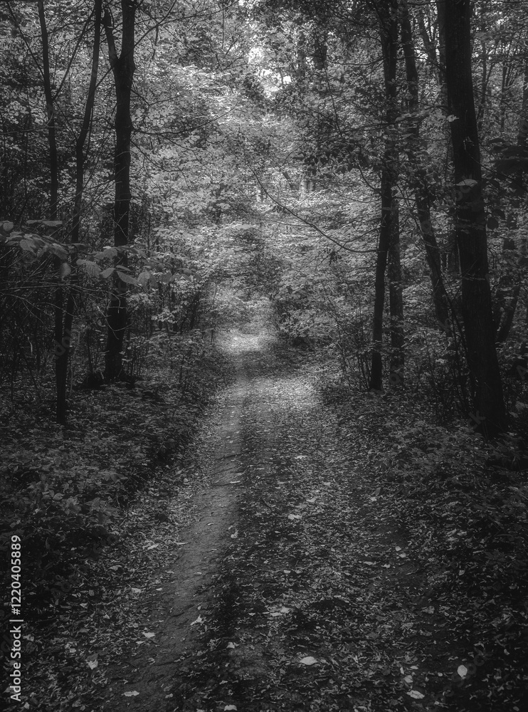 Naklejka premium Autumn woods