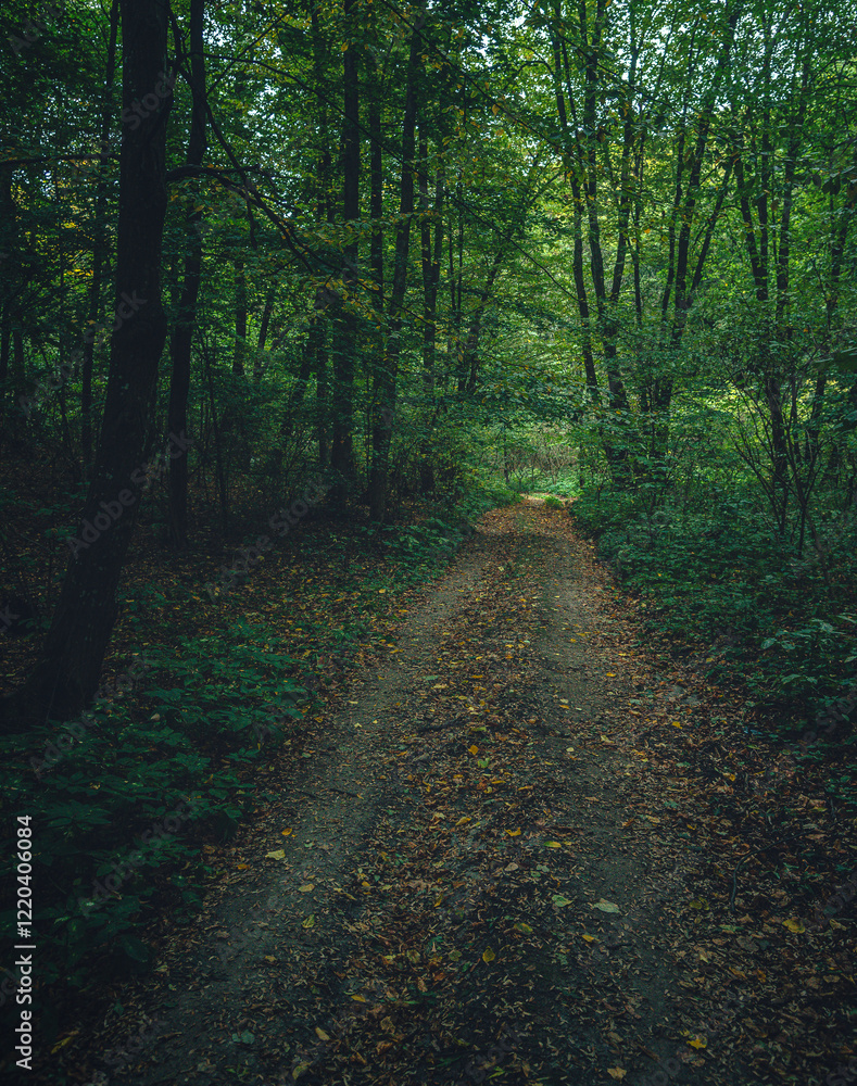 Obraz premium Autumn woods